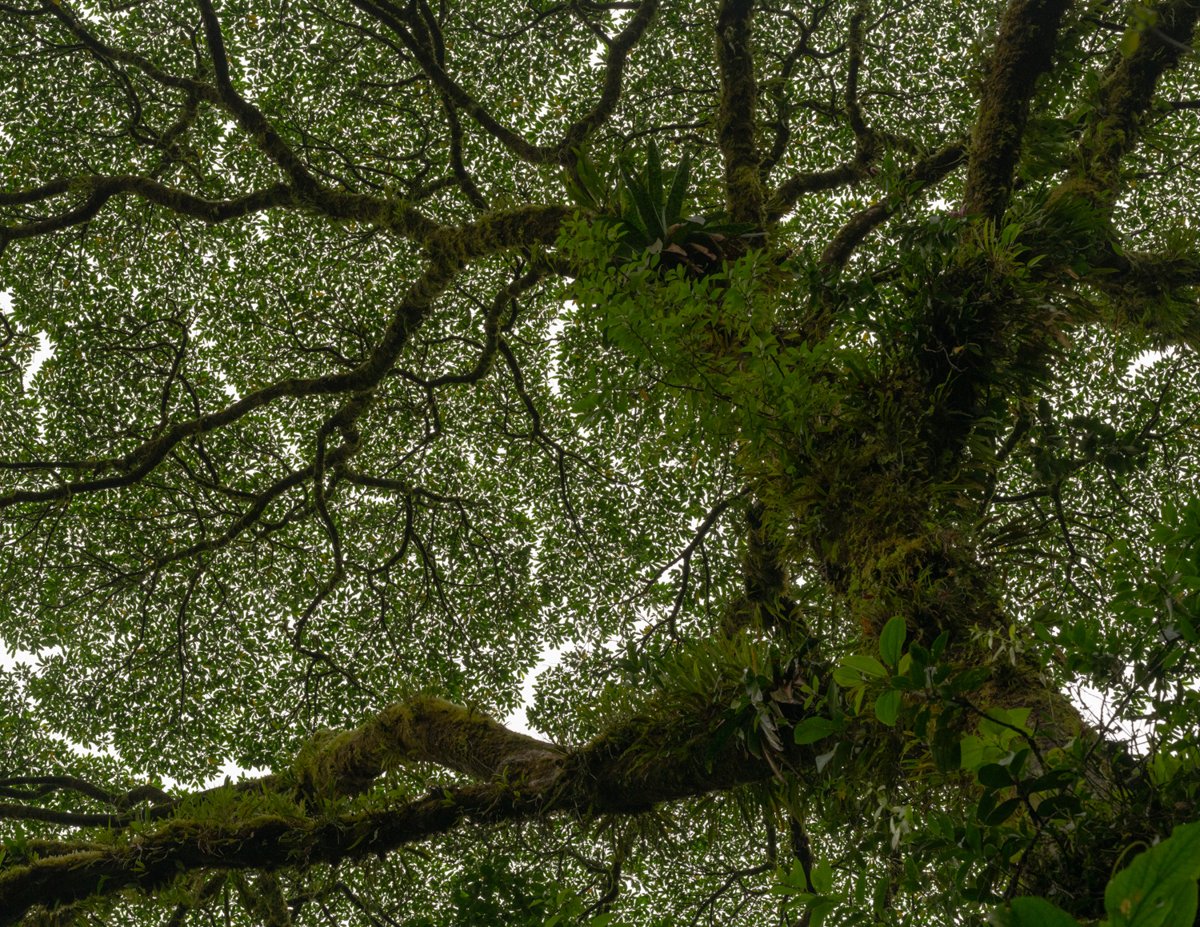 hanging in the Rainforest 24.jpg