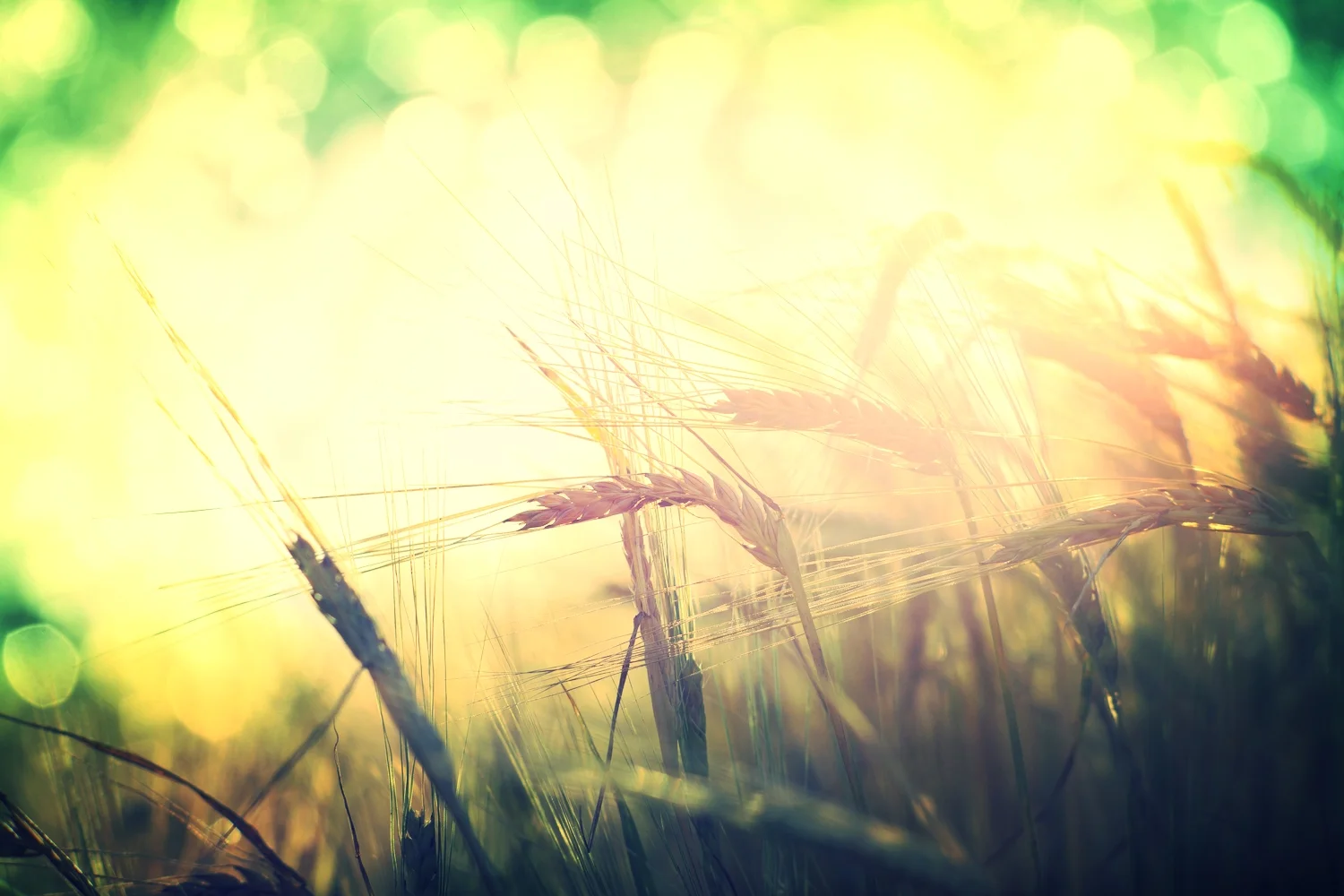 Triticum Durum