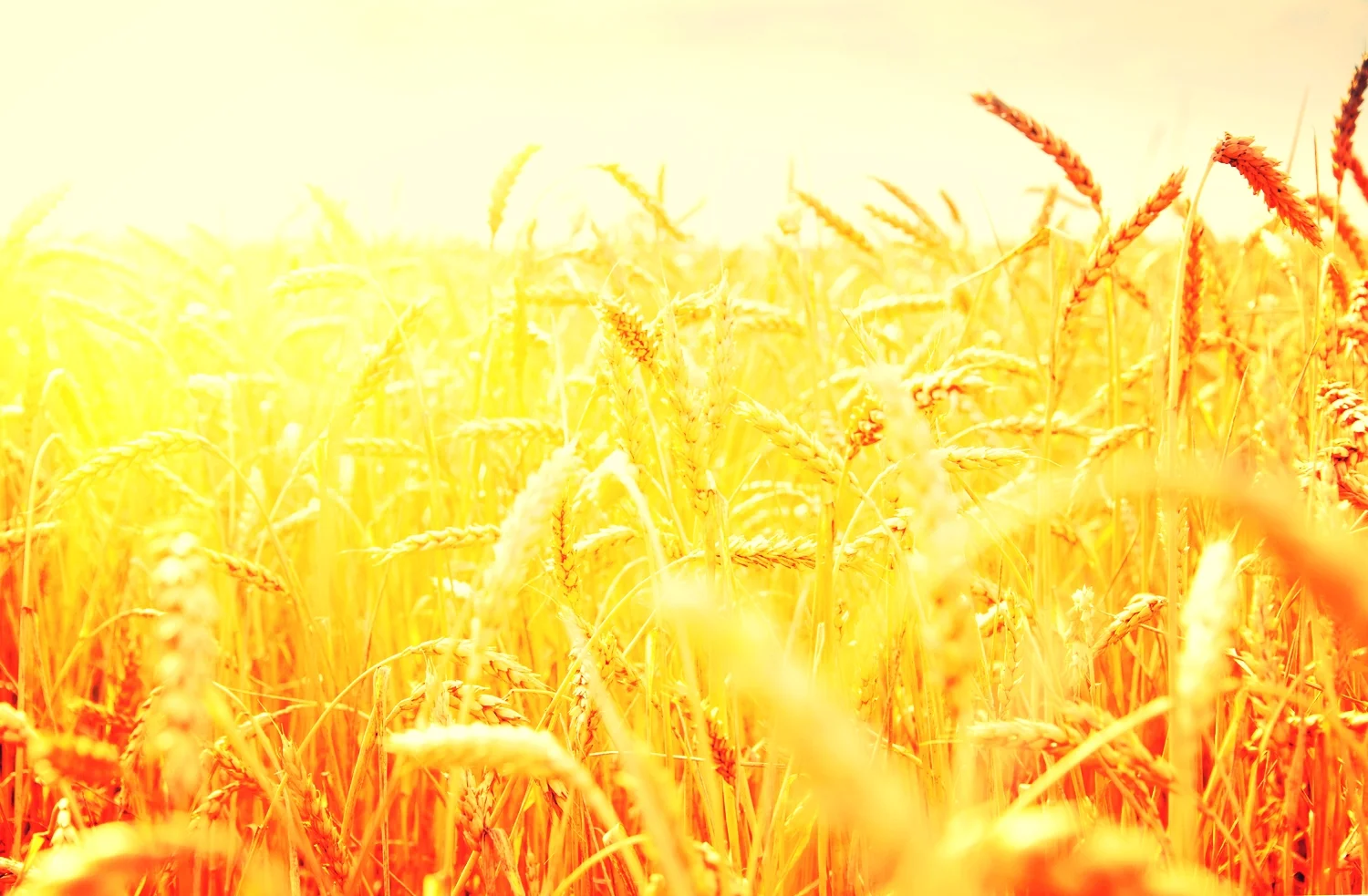 Golden Grain