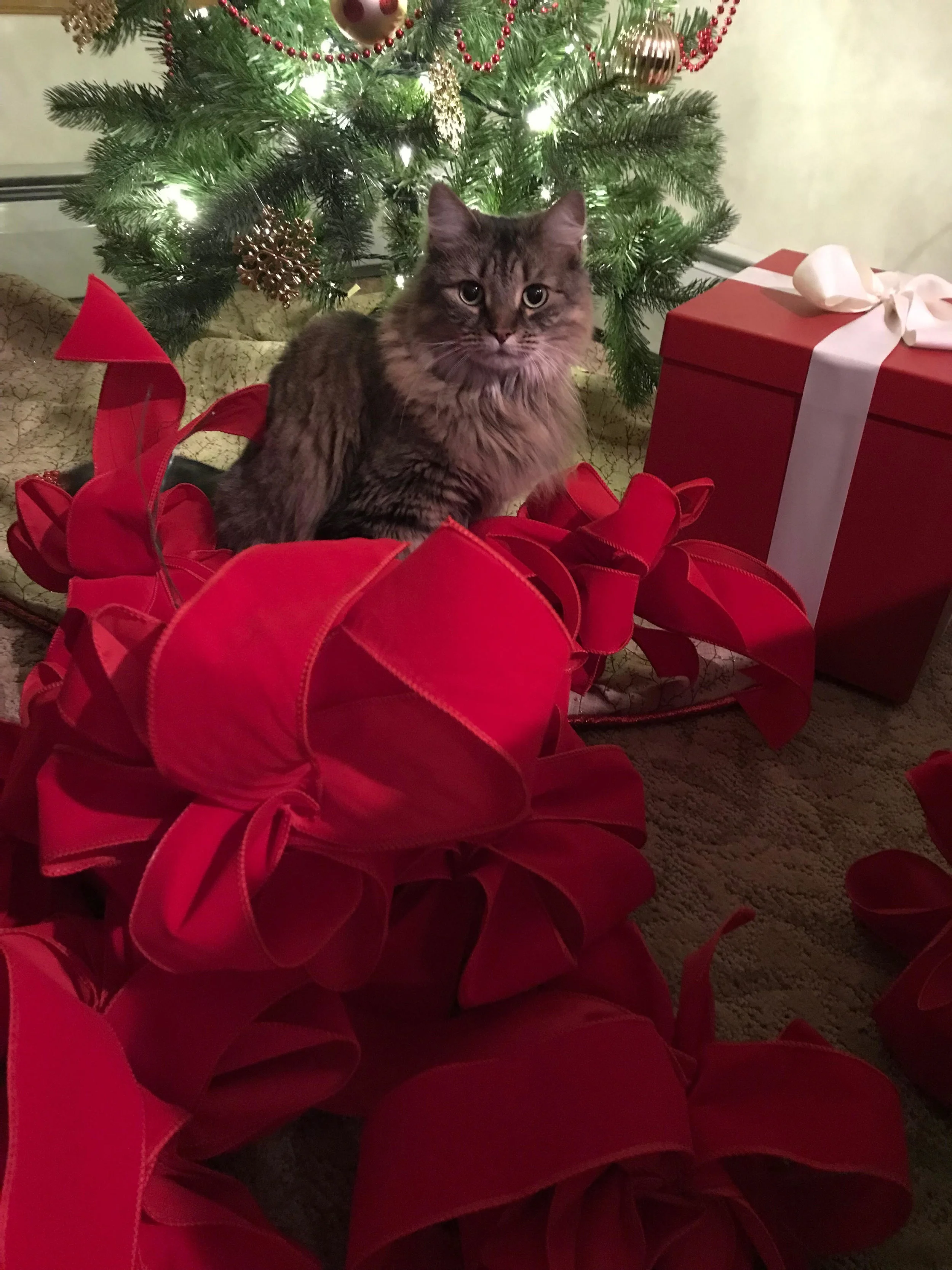 cat.jpg