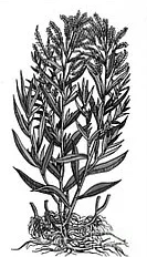 Tarragon