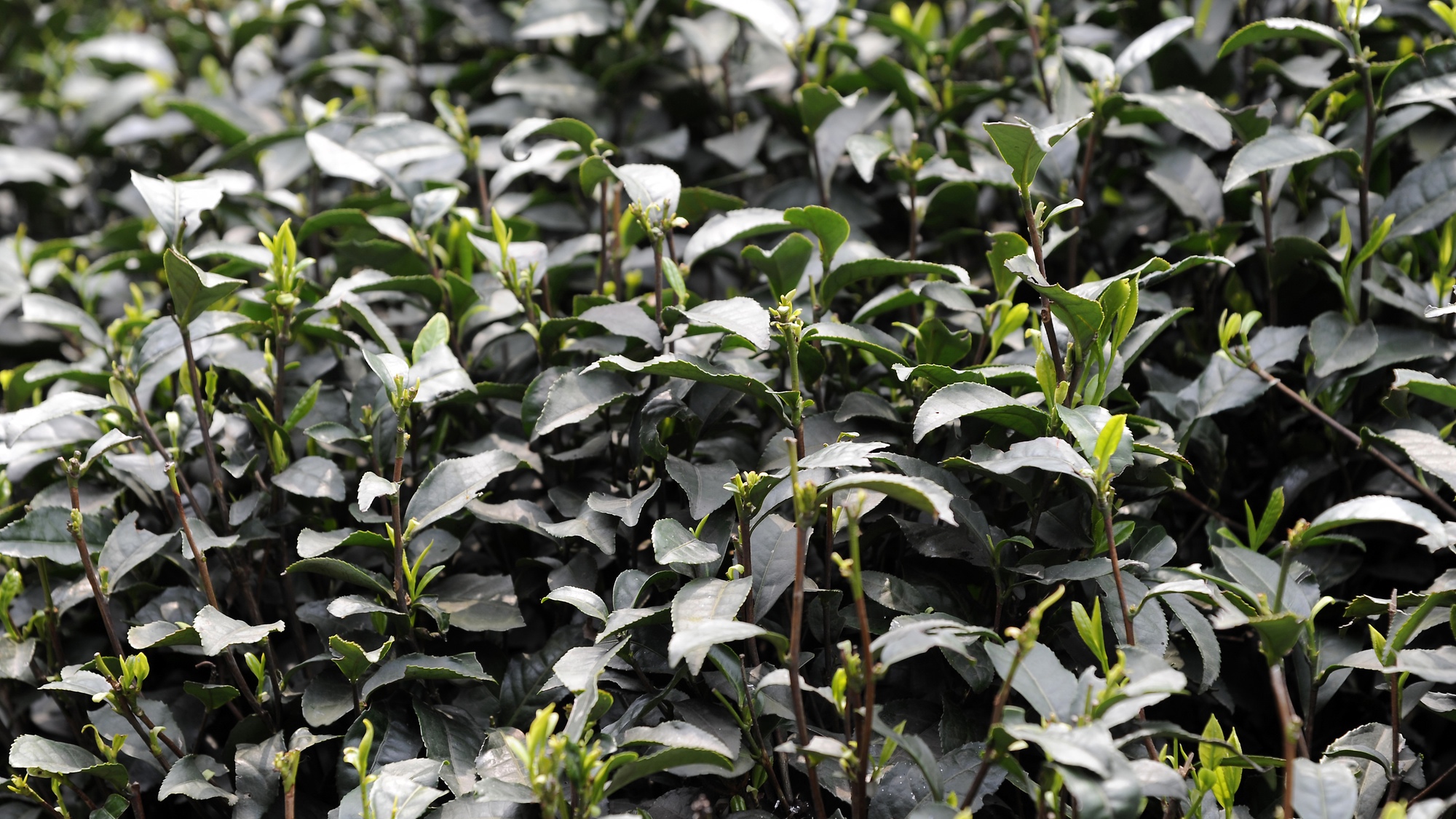 Longjing Tea Leaves