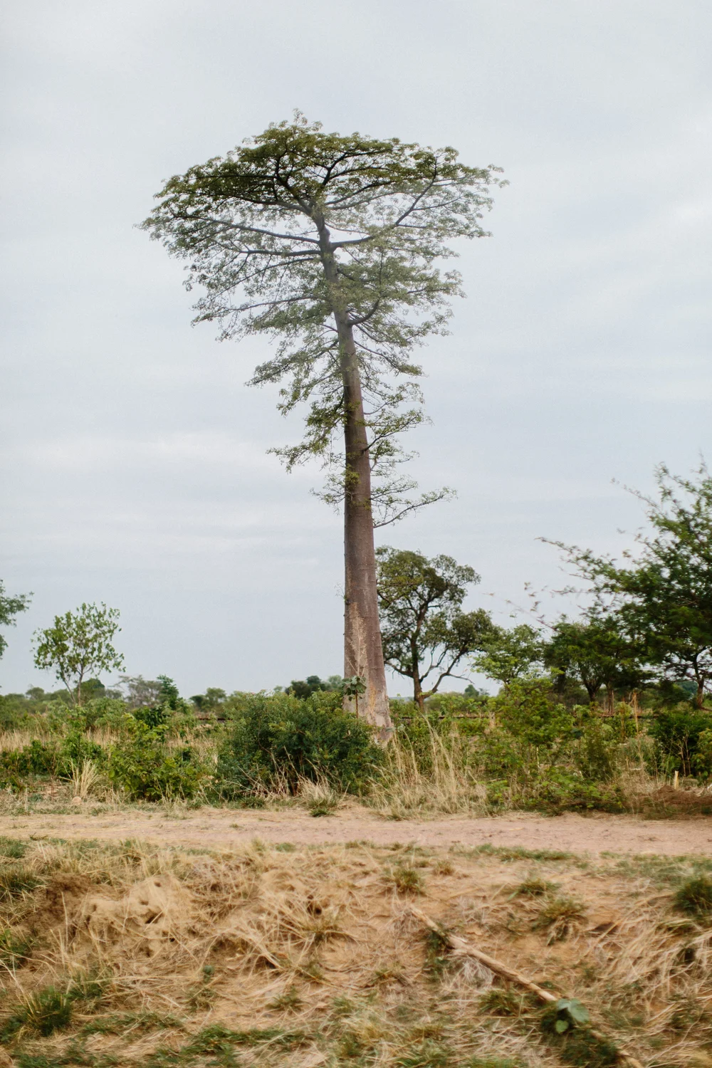 MichaelLiedtke_Zambia066.JPG