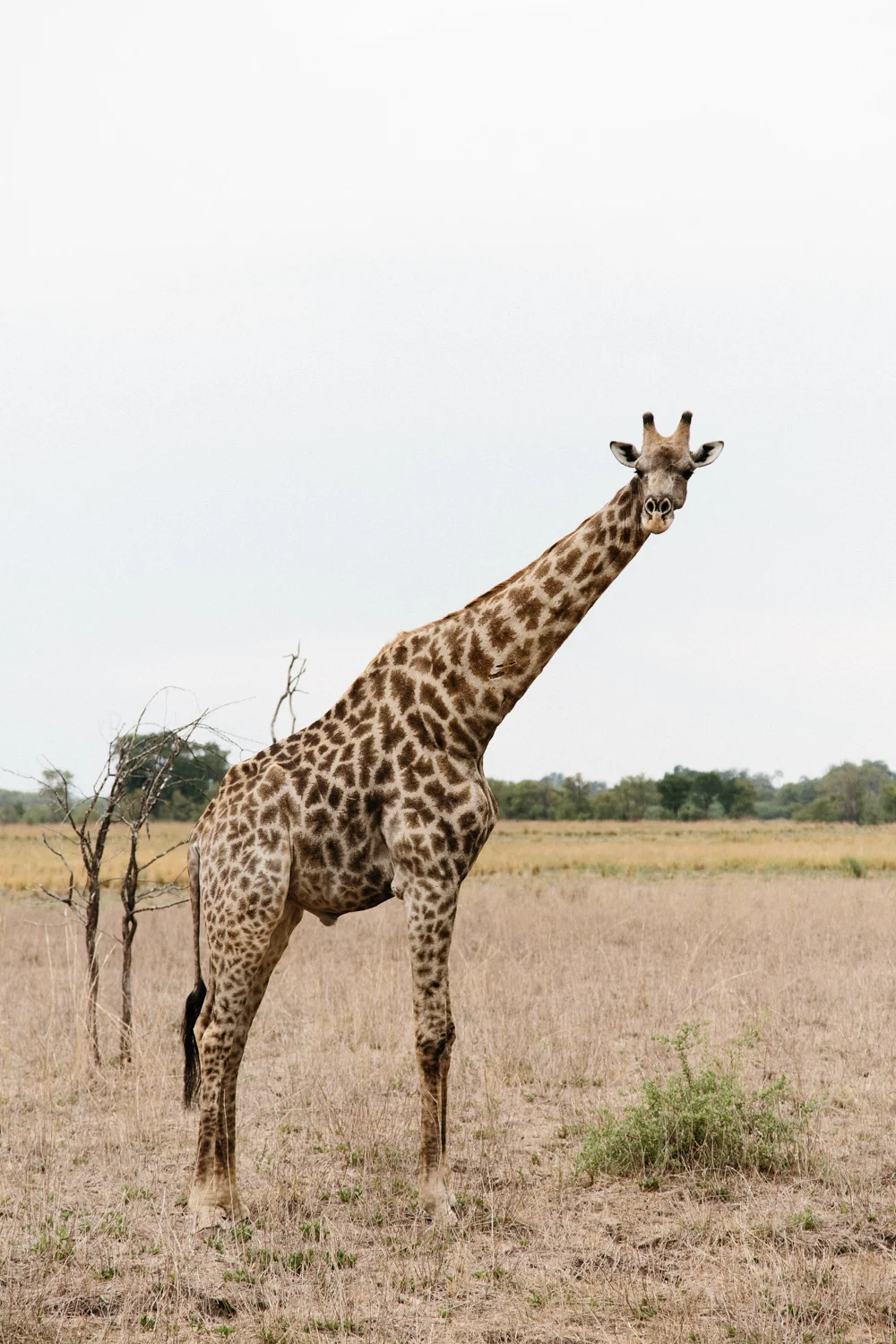MichaelLiedtke_Zambia150.JPG