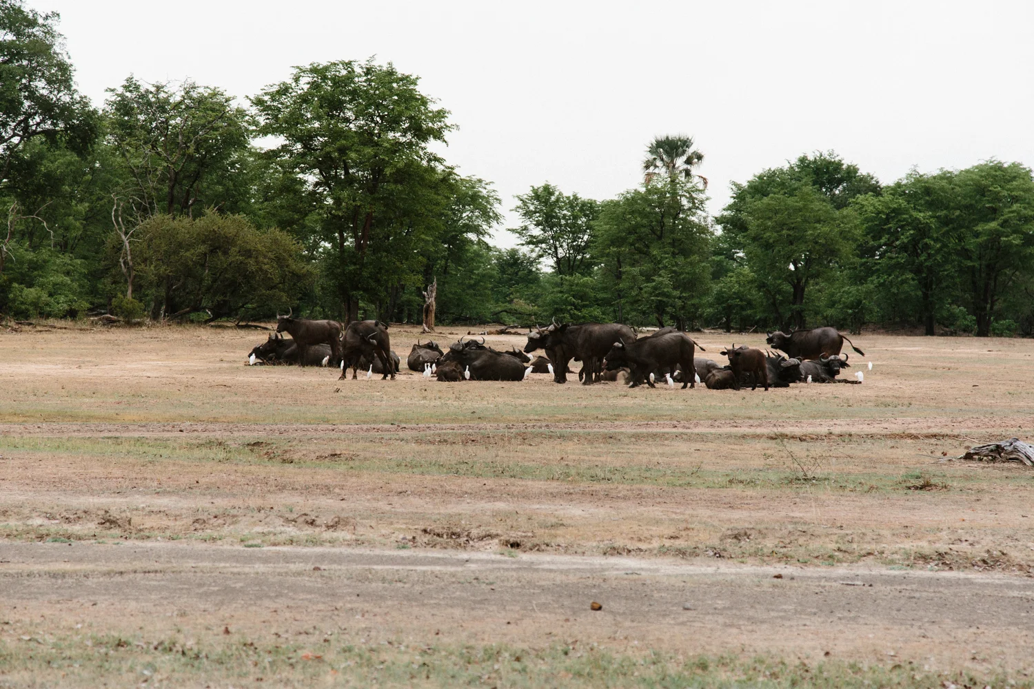MichaelLiedtke_Zambia153.JPG