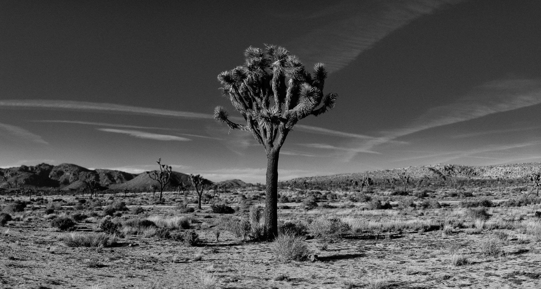 Joshua_Tree_Engagement_Wedding_Elopement_Photogapher_39.jpg