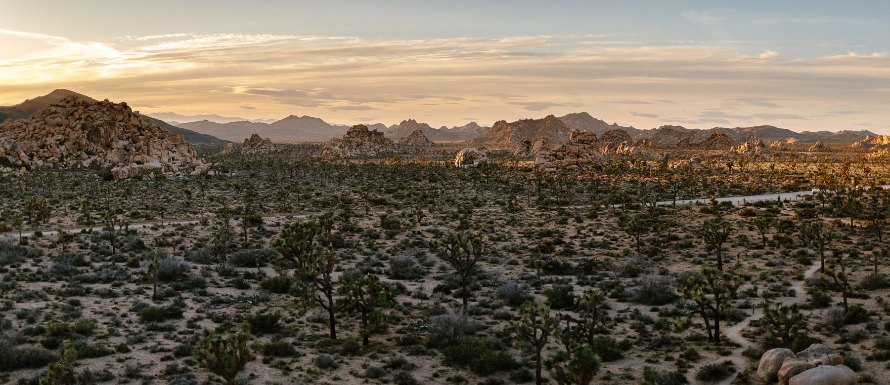 Joshua_Tree_Engagement_Wedding_Elopement_Photogapher_69.jpg