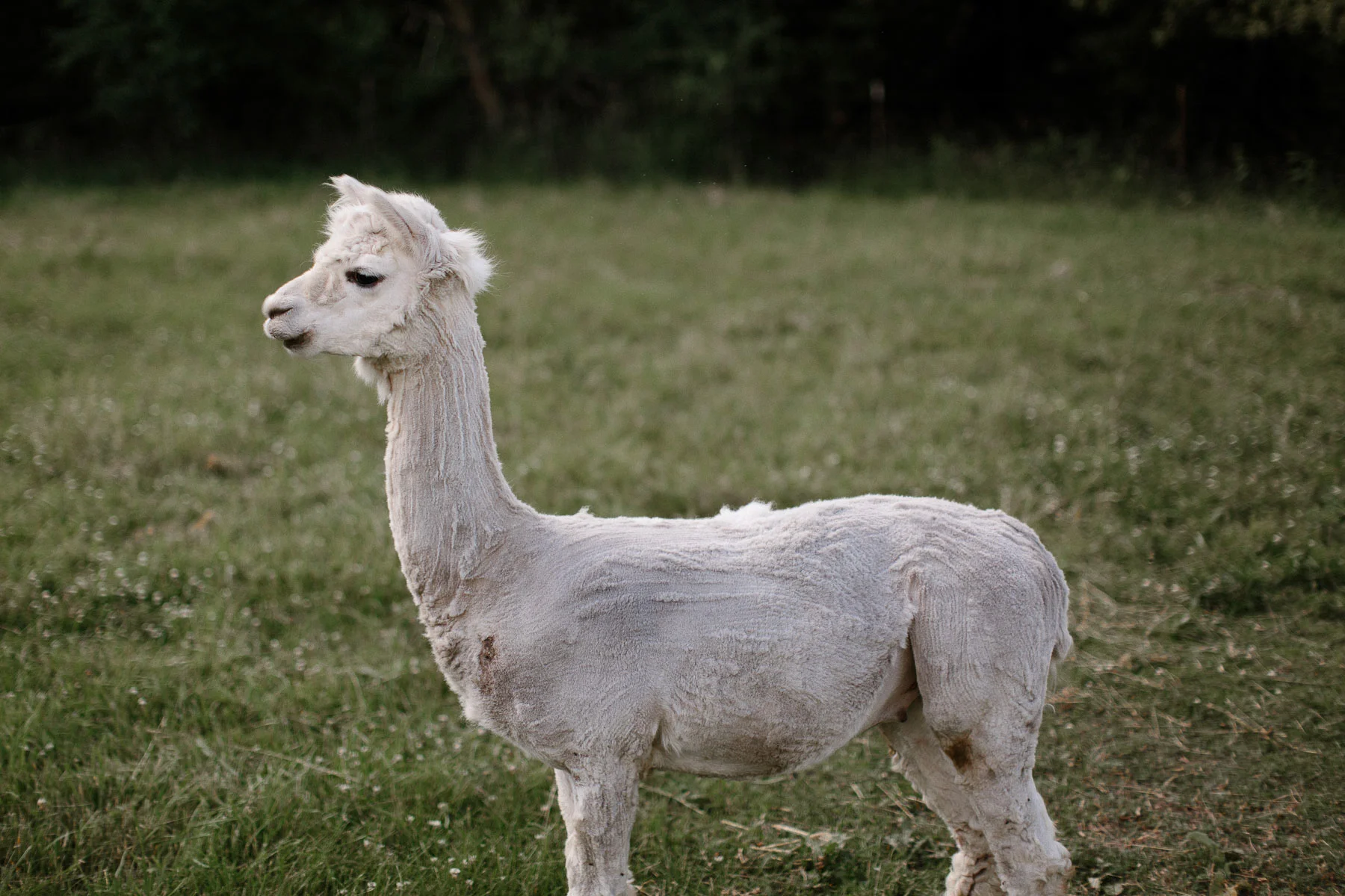 Intimate_Farmhouse_SD_Wedding_Bridgette_Philip_036.jpg
