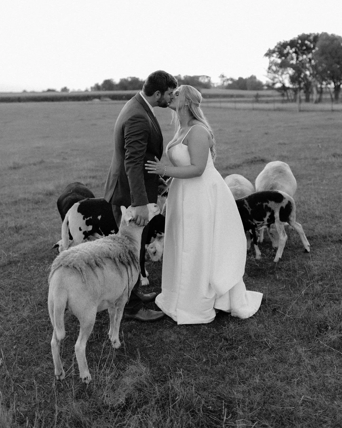 This intimate backyard wedding reception with Emma and Sam was a dream!! 😊 Fun fact - many of the lambs seen here were raised and bottle fed by Emma herself!!