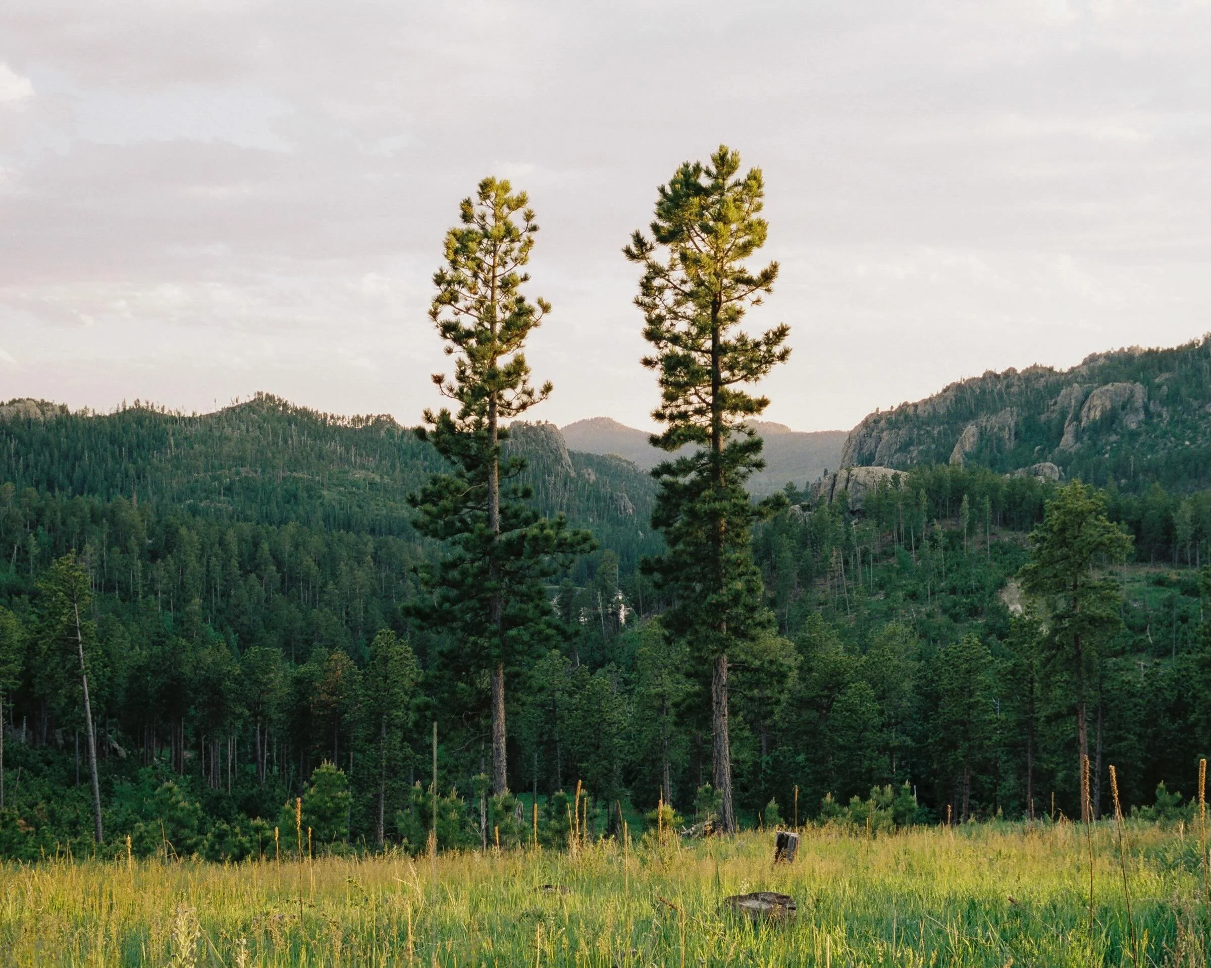 Happy 605 day to all my fellow South Dakotans! 🤍 One of the best parts of our state is our lovely landscapes - here are a few favorites all on 35mm film. 😊