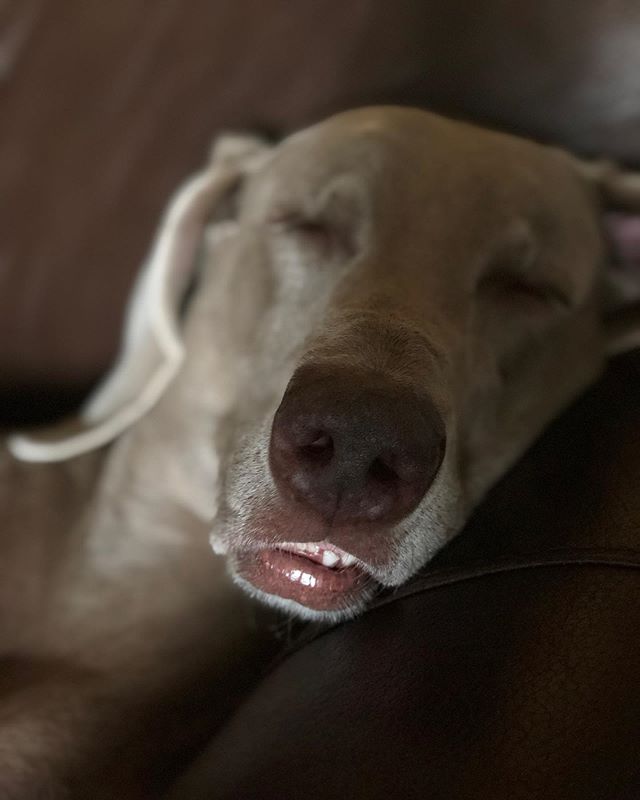 The look of a day well done 😬😏😆 #lakelife #biscuit #sawinglogs #greysaftergrace #lifewithweimaraners