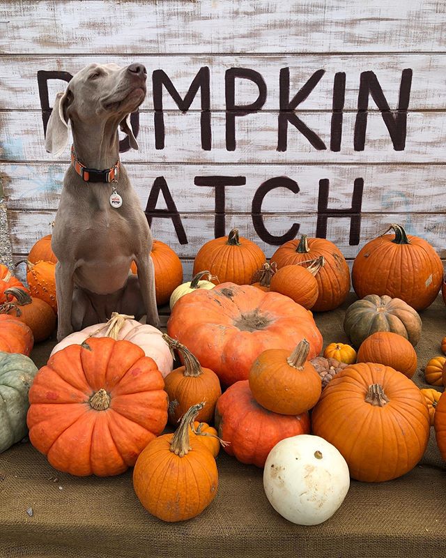 That look when you stumble upon &ldquo;The Great Pumpkin&rdquo; #greysaftergrace #hellooctober #weimaraner #pennylane #thegreatpumpkin