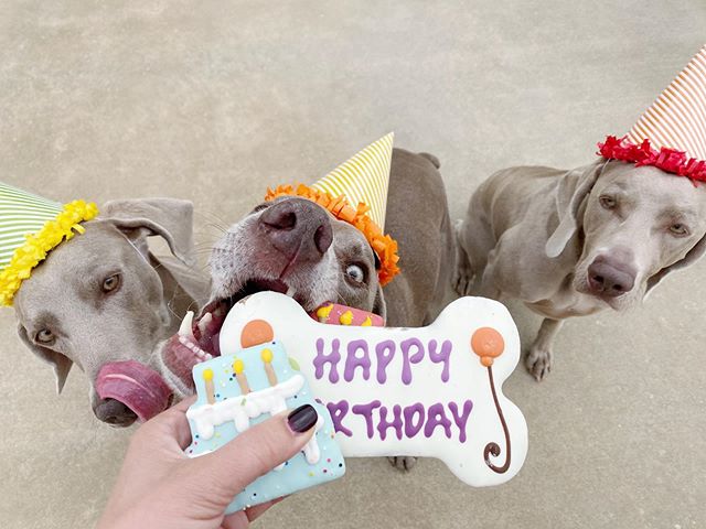 Happy 6th birthday to my Berta Bear!! 🐻🥳🥳🥳🥰 #feelingfestive #greysaftergrace #weimsinpartyhats