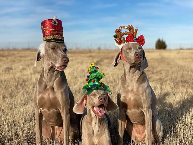 Merry Christmas Eve! Laiken&rsquo;s ears look like the perfect extension to her Christmas tree topper 😂😂😂 Let the festivities begin! 💂🏻🎄🦌 #santaslittlehelpers #zikasfamilychristmas #greysaftergrace #minglejinglejangle