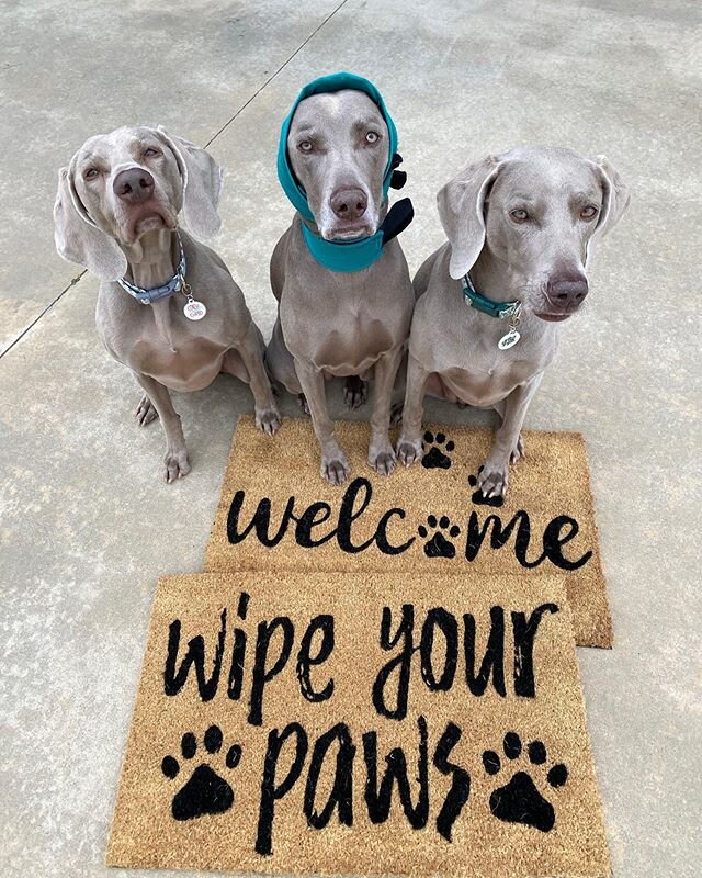 No need to ring the bell, we already know you&rsquo;re here. 😏 New mats for the front door &amp; back! #AldiFTW #greygirlgreetingcommittee #greysaftergrace #wipeyourpaws @thealdinerd