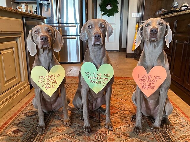 Happy Galentine&rsquo;s Day from the grey sisters! #conversationhearts #greysaftergrace #lifewithweimaraners