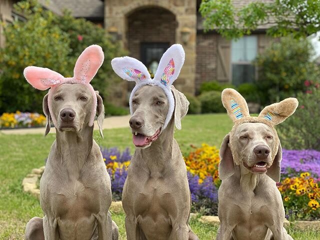 Somebunnies love me and somebunny does not 😳😬😂 Happy Easter everyone! 🐰🐰🐰 #greysaftergrace #weimaraner #easterbunny
