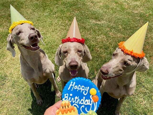 This tiny bacon bit in the middle turns FIVE today!!! Happy birthday, sweet girl!! #laikenbacon #HBD #greysaftergrace