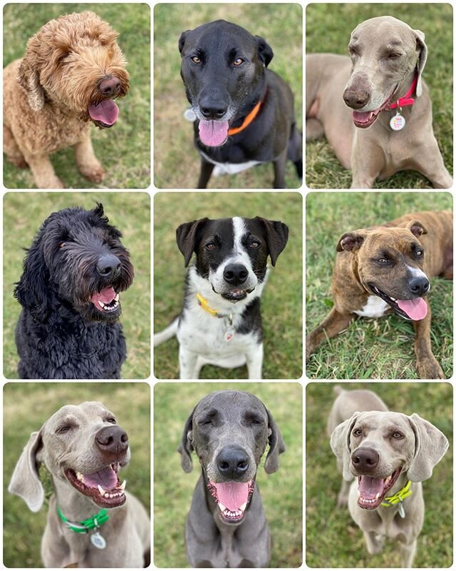 School picture day. 🐶#summerschool #greysaftergrace