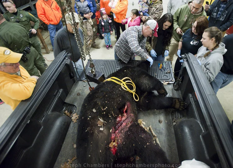 Lee McClinton, a Fayette game lands maintenance worker from Uniontown, checks in a 460-pound black bear shot by Larry Knepper of Richland township at the Pennsylvania Game Commission Southwest Region Office on Saturday, Nov. 21, 2015, in Bolivar.