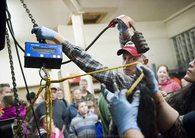 Lee McClinton, a Fayette game lands maintenance worker from Uniontown, weighs a black bear at the Pennsylvania Game Commission Southwest Region Office on Saturday, Nov. 21, 2015, in Bolivar.