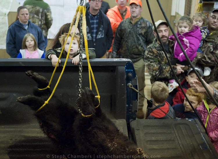 People watch as a 57-pound bear is weighed at the Pennsylvania Game Commission Southwest Region Office on Saturday, Nov. 21, 2015, in Bolivar.