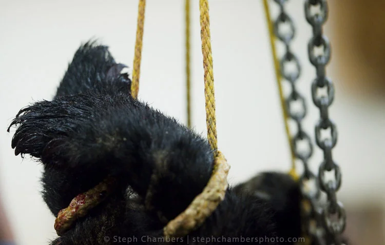 A black bear is weighed at the Pennsylvania Game Commission Southwest Region Office on Saturday, Nov. 21, 2015, in Bolivar.
