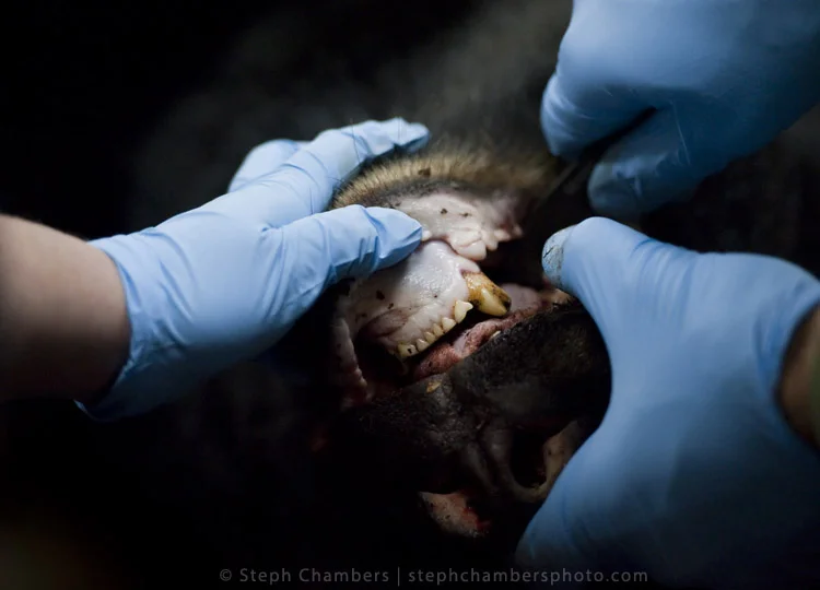 A black bear is processed at the Pennsylvania Game Commission Southwest Region Office on Saturday, Nov. 21, 2015, in Bolivar.