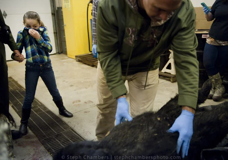 Alexandra Fazi, 9, covers her nose as Stephen Leiendecker, a game lands management group supervisor for Fayette and Greene counties, processes a black bear at the Pennsylvania Game Commission Southwest Region Office on Saturday, Nov. 21, 2015, in Bo…