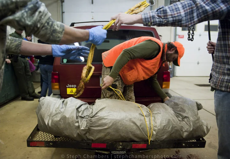 Jesse Shaw of Jeannette unwraps his 212-pound female black bear he shot in Armstrong County at the Pennsylvania Game Commission Southwest Region Office on Saturday, Nov. 21, 2015, in Bolivar.