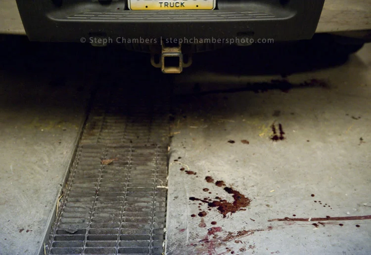All that remains from a black bear processing is blood drippings from the bed of a pickup truck at the Pennsylvania Game Commission Southwest Region Office on Saturday, Nov. 21, 2015, in Bolivar.