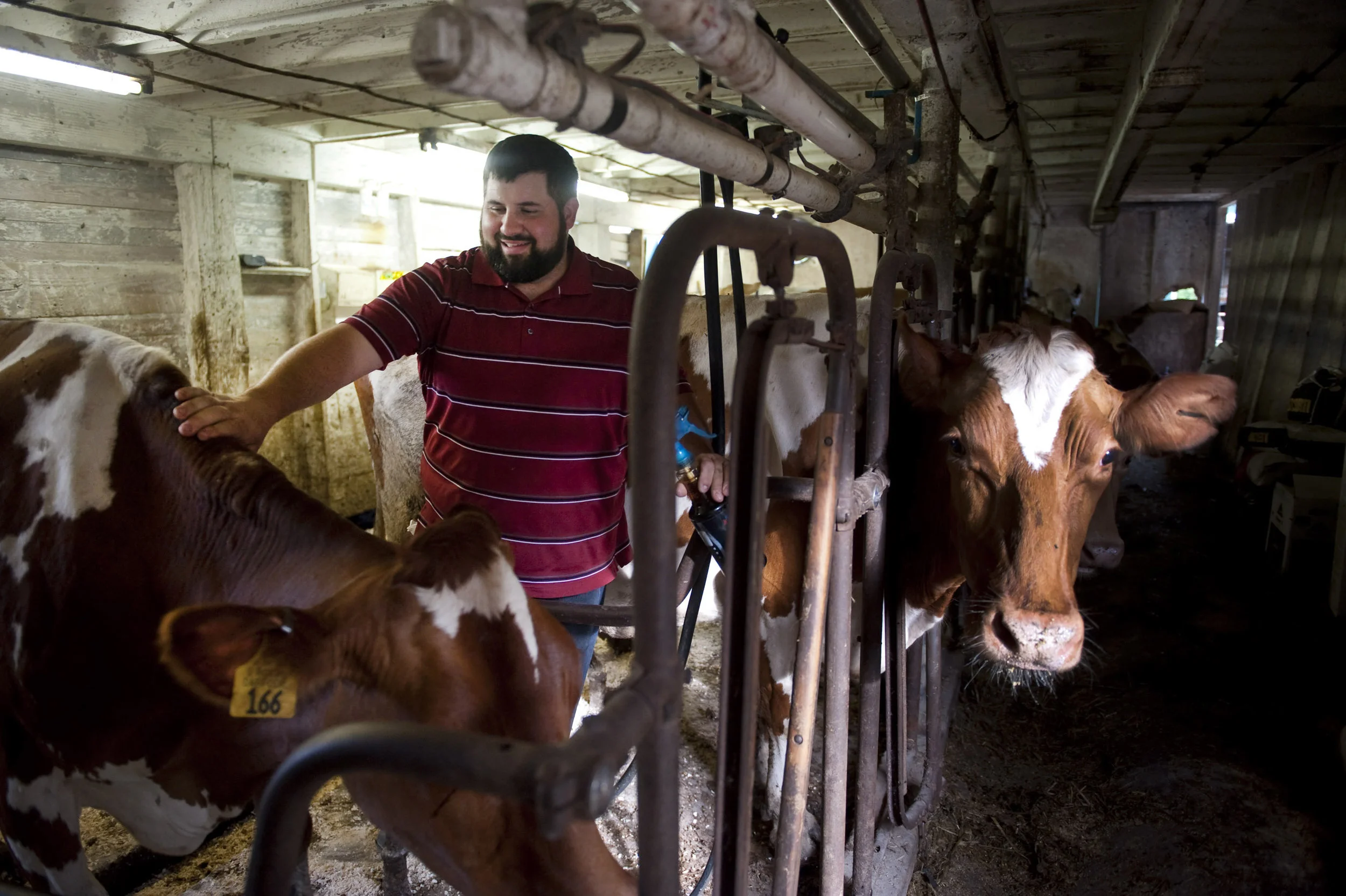 Eric Poole, who was named the 2016 National Outstanding Young Guernsey Farmer by the American Guernsey Association, milks his cows at his family farm in Tarrs on Friday, July 8, 2016.