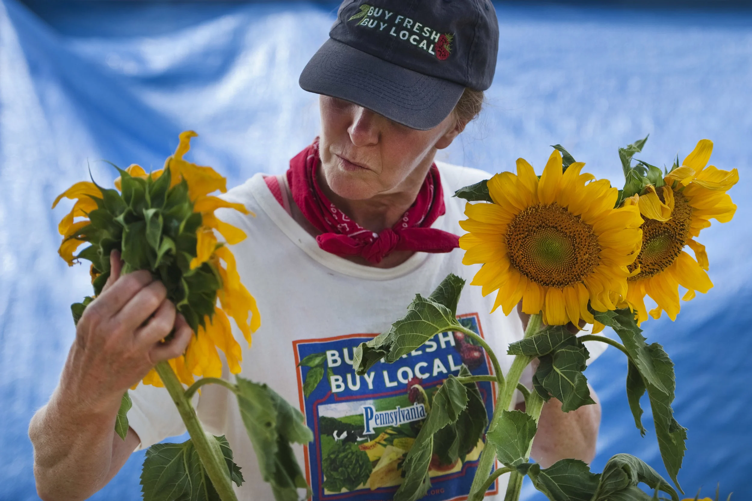 Deborah Goeller of Morris Farm in Irwin places her sunflowers in a container during the Murrysville Farmer's Market on Thursday, July 21, 2016.