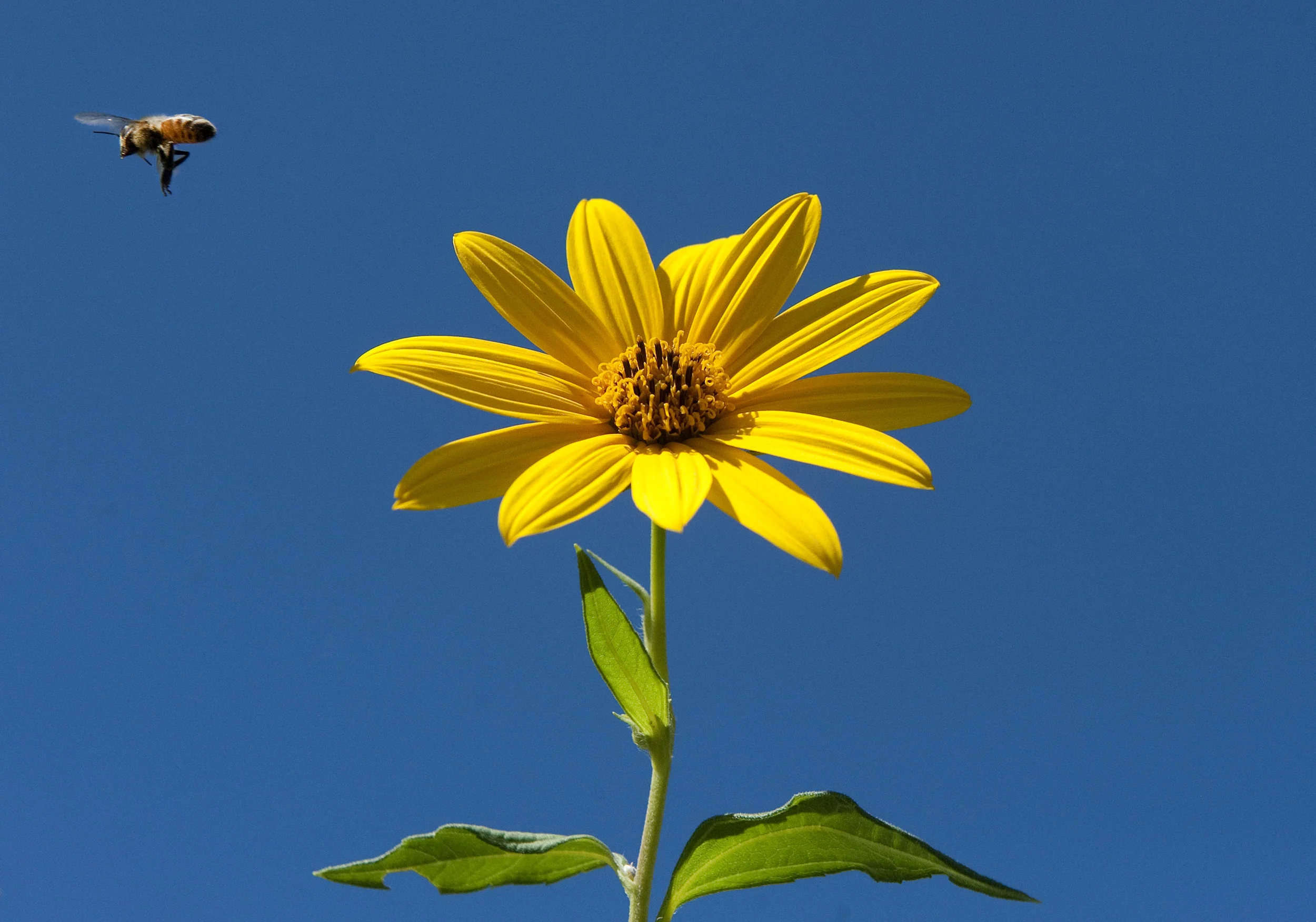 A bee carries pollen away from a wildflower along Calvary Hill Road near Hannastown on Tuesday, Sept. 20, 2016.