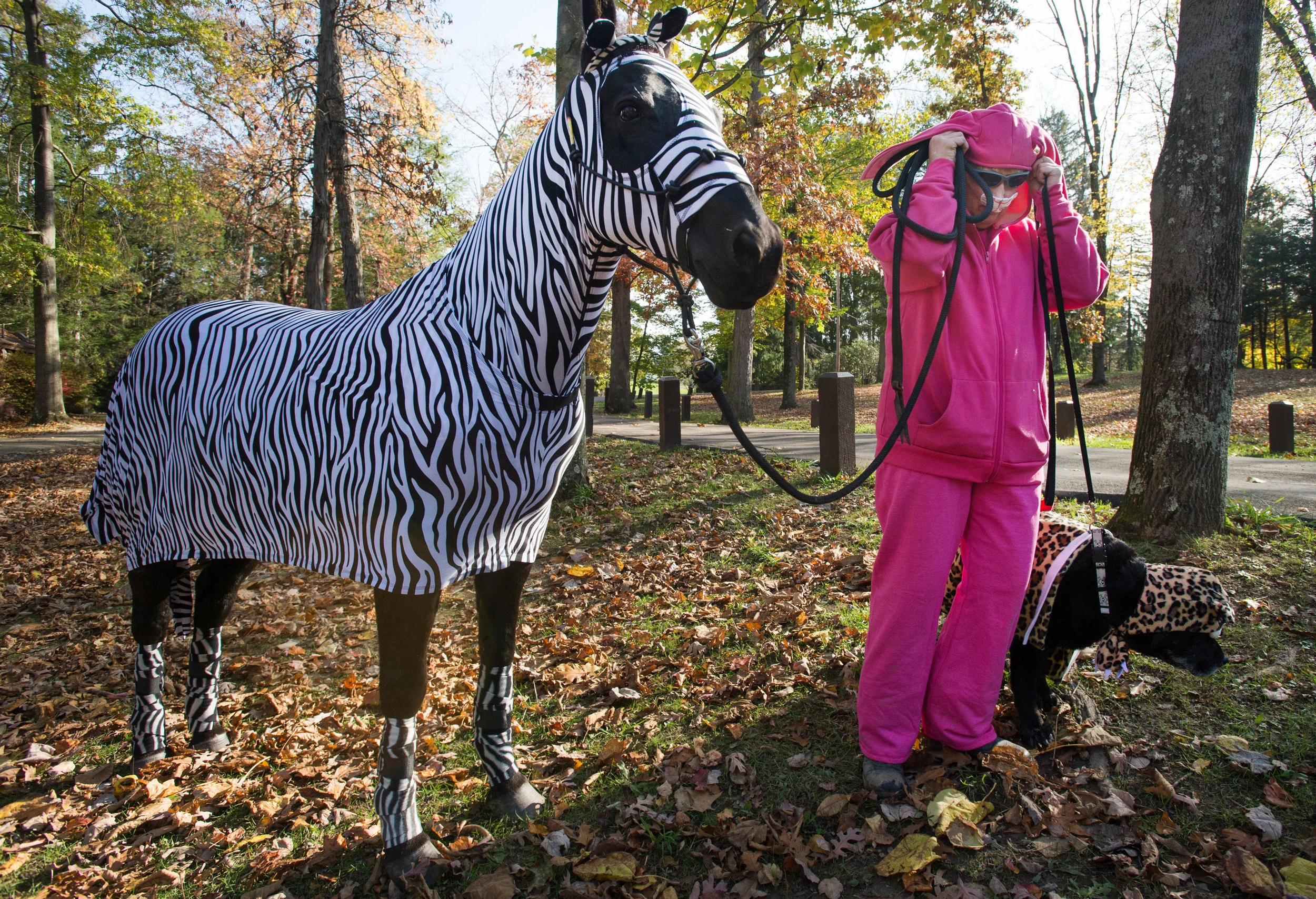  Laurene Donnelly of North Huntingdon adjusts her rabbit outfit before walking her horse Mishka, dressed as a zebra and her dog Uriel, dressed as a cheetah during the annual Whisker Walk on Saturday, Oct. 29, 2016. Whisker Walk fundraises all program