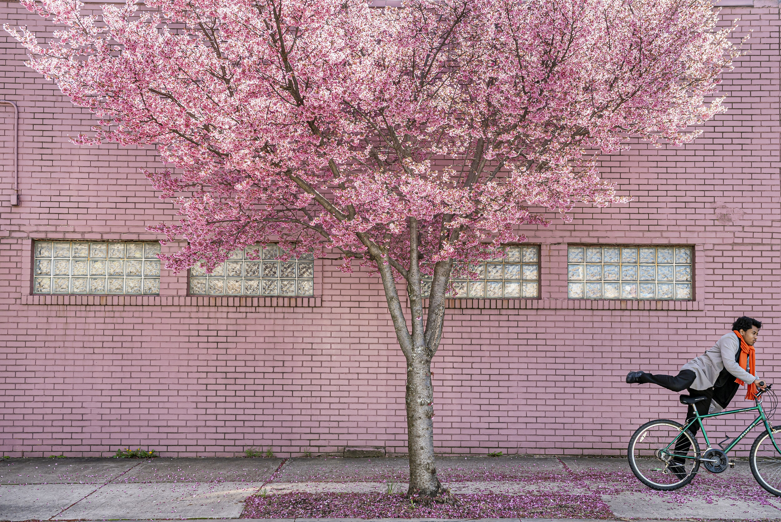  A cyclist rides past a cherry blossom tree on Thursday, March 26, 2020, outside of Jim Ludwig's Blumengarten Florist along Penn Avenue in the Strip District. 