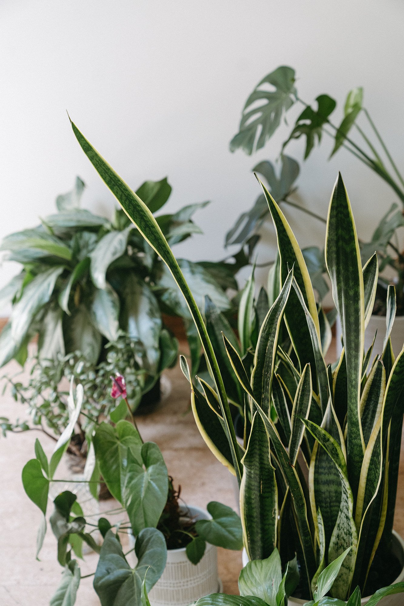 plant pic.jpeg