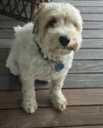Willow, Jerry and Glenn's trusted companion on site during this project.