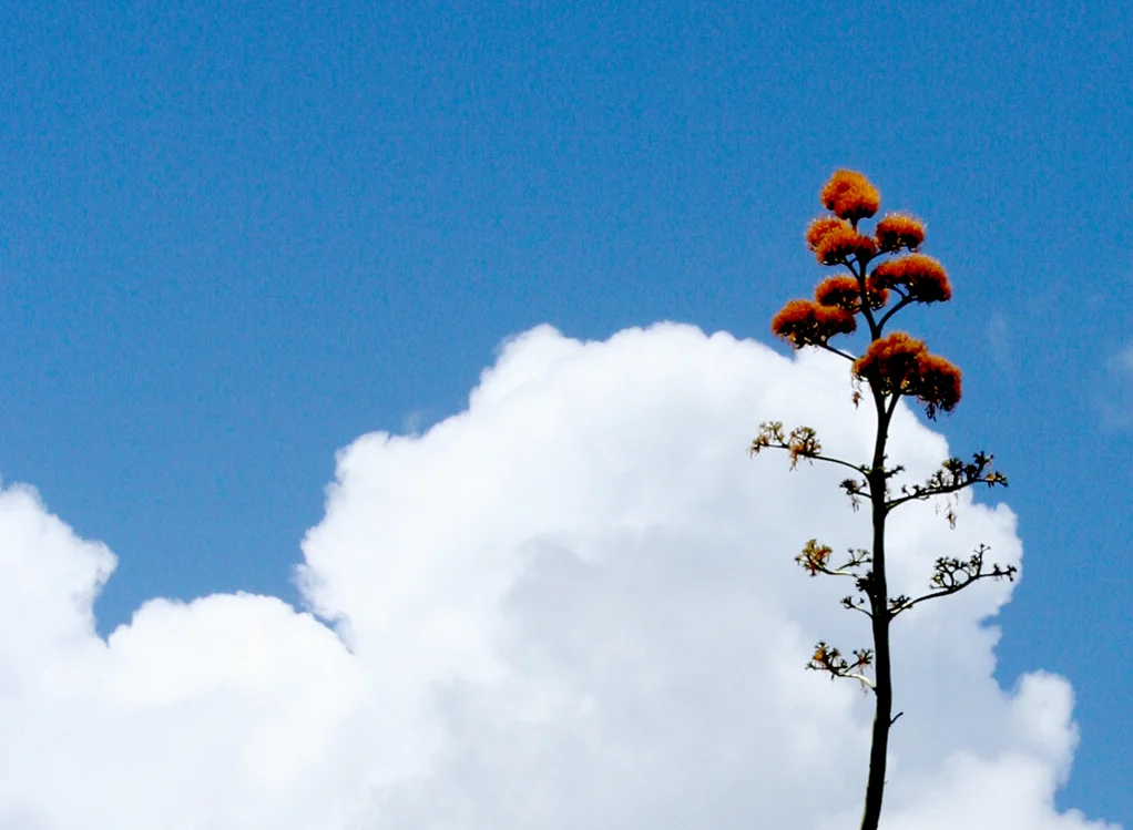 agave.jpg