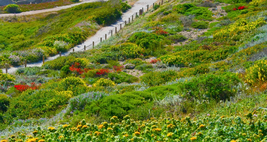 coastflowers.jpg