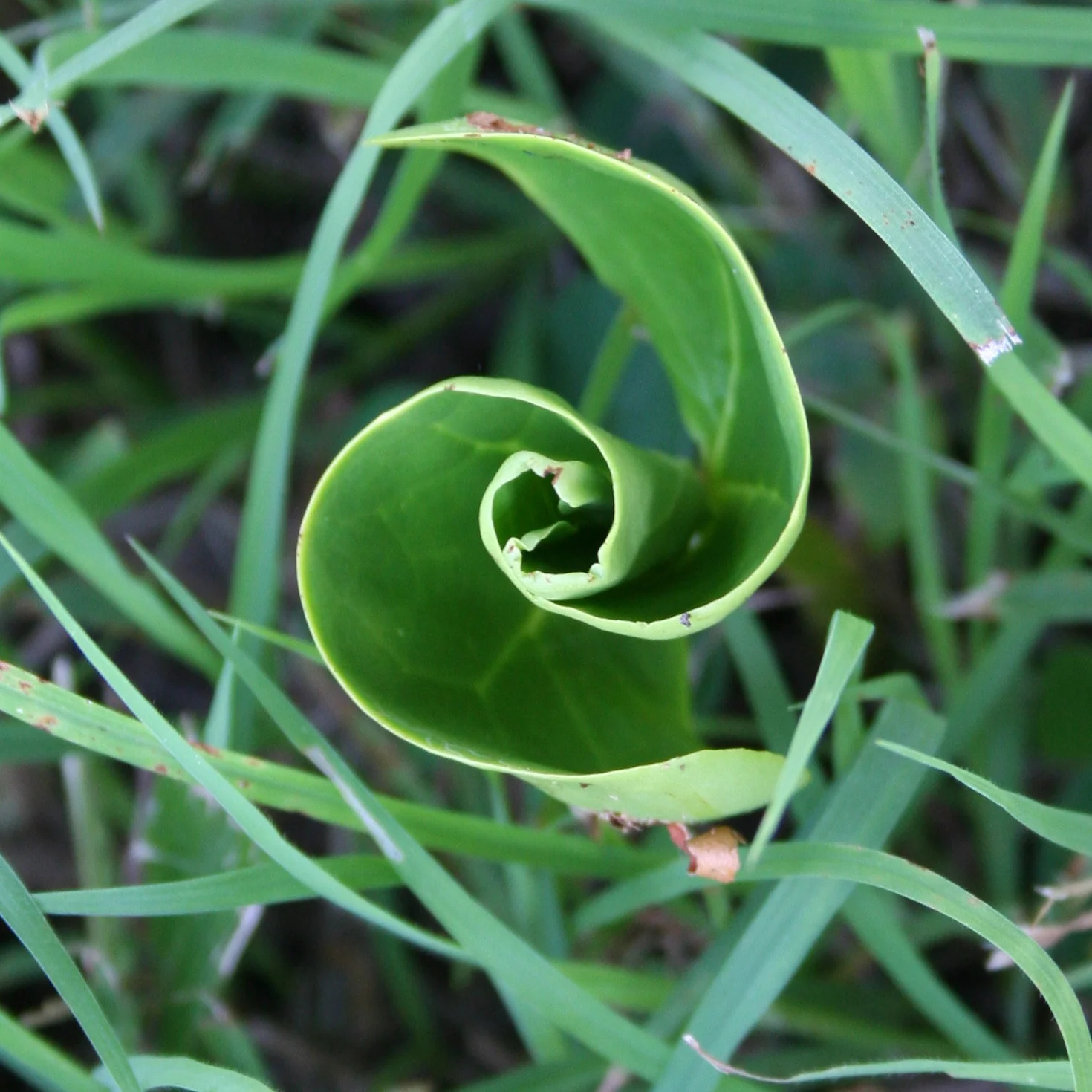 espiral.jpg
