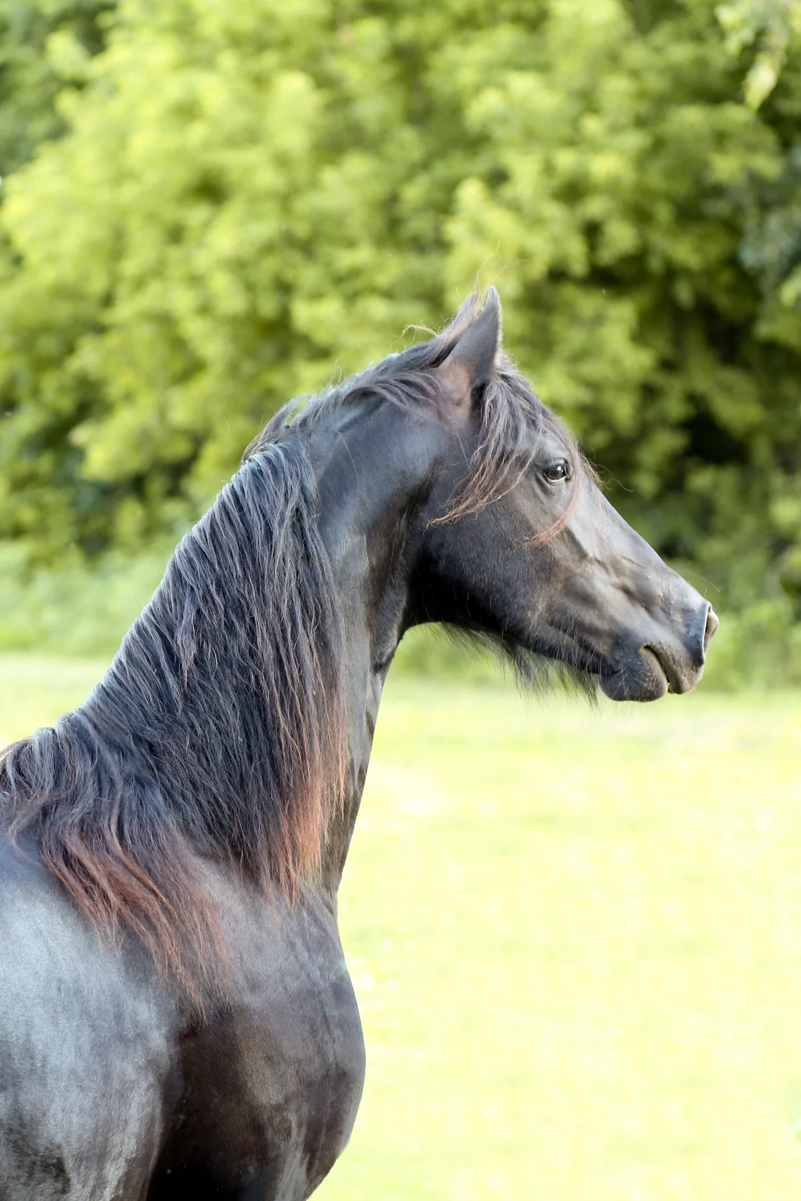 Running with the herd