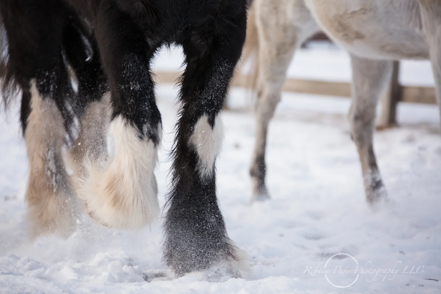MN horse-1.jpg