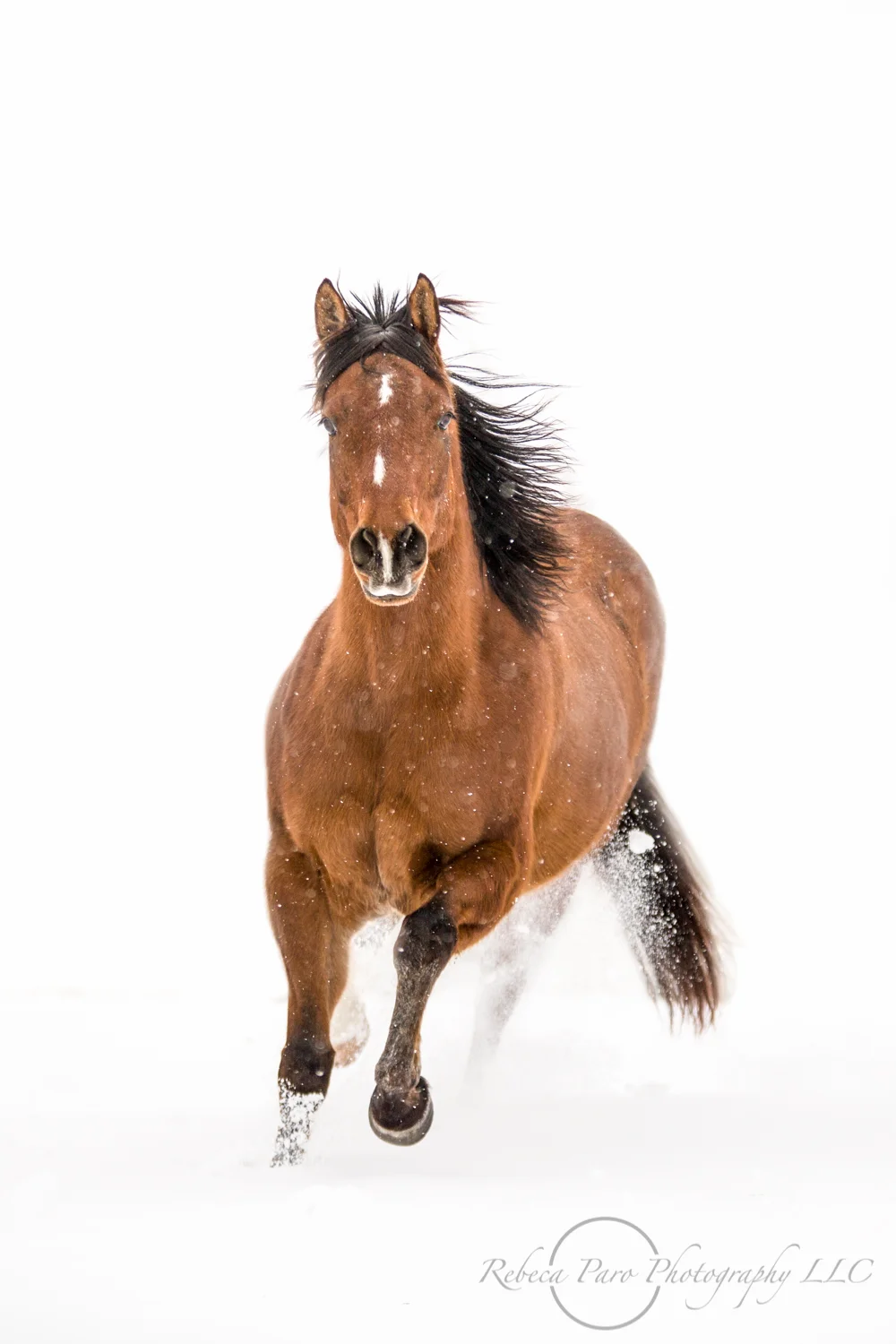 Jennifer, Kip, Zip and Clark