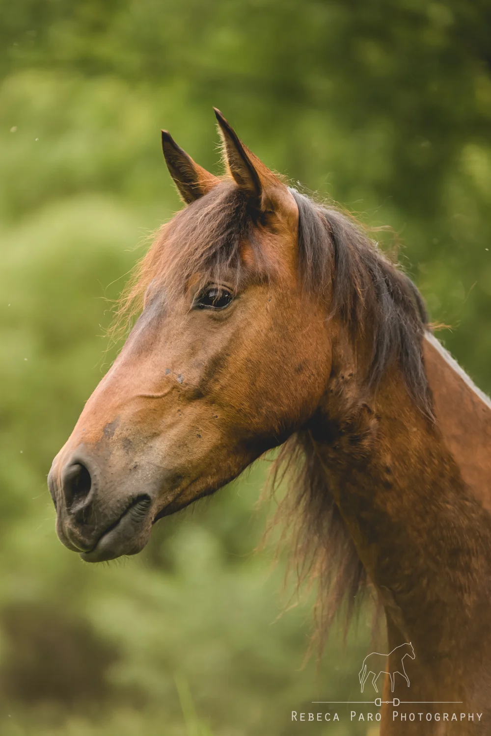 Missouri Fox Trotter