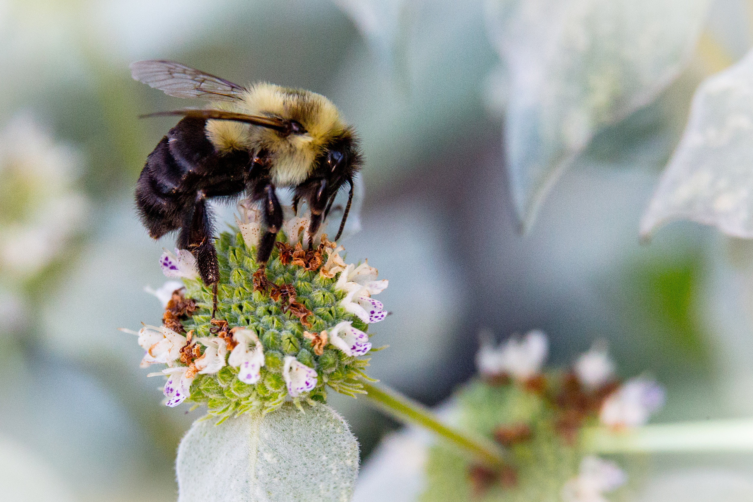 Bees - Benjamin Robson -2.jpg