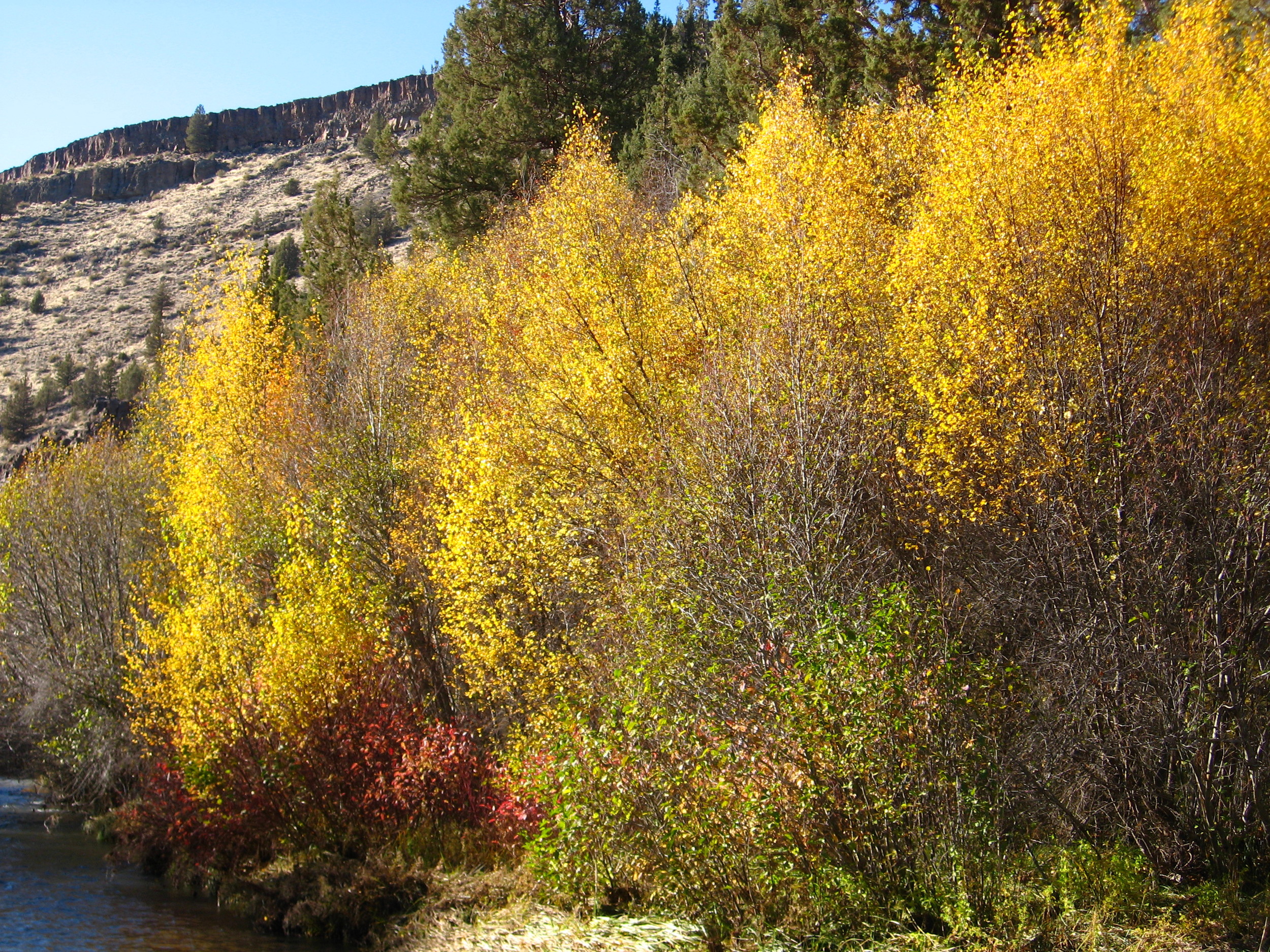 Betula occidentalis - western river birch