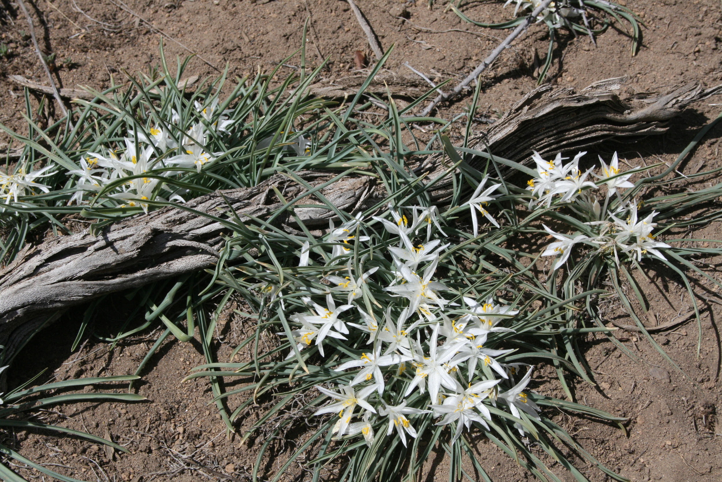 Leucocrinum montanum - sand lily