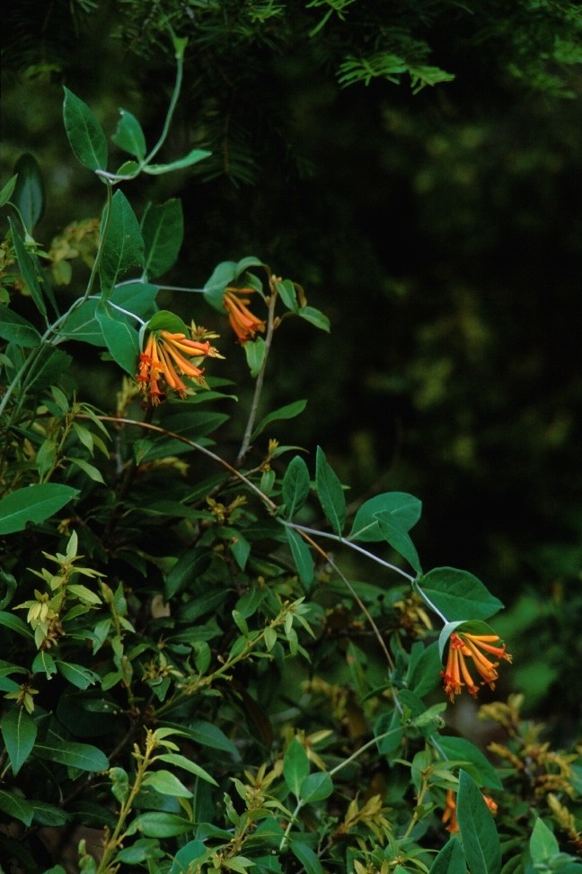 Lonicera ciliosa - orange-flowered honeysuckle