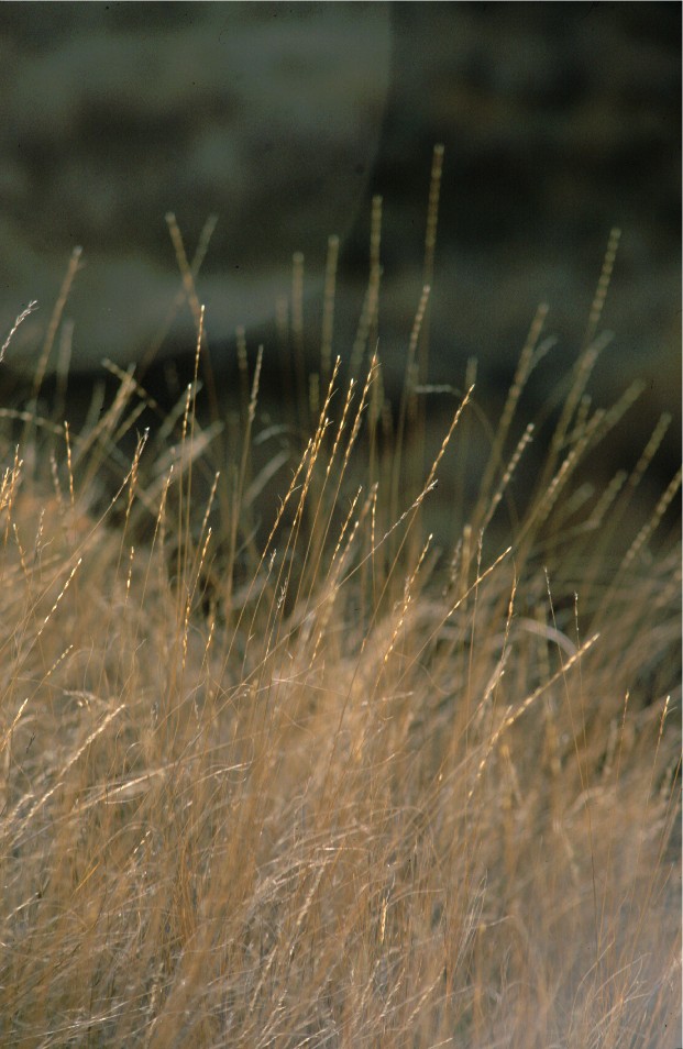 Pseudoroegneria spicata - bluebunch wheatgrass
